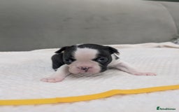 Boston Terrier dogs for sale: Beautiful Boston Boys Ready for Forever Homes - Image 4