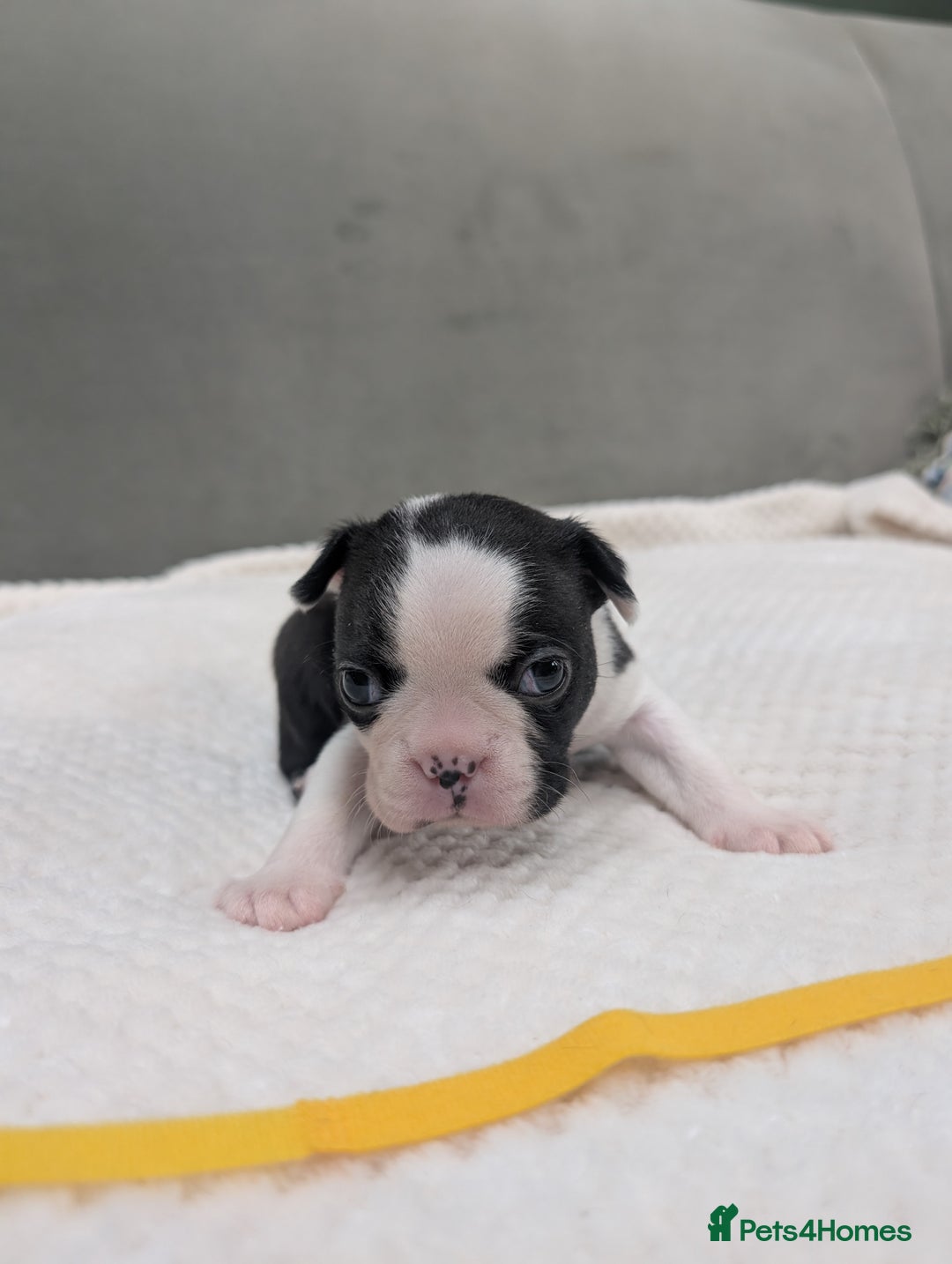 Boston Terrier dogs for sale: Beautiful Boston Boys Ready for Forever Homes - Image 4