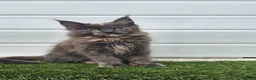 Maine Coon cats for sale: Beautiful gccf pet registered maine coon babies  - Advert 10