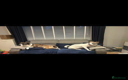 Mixed Breed dogs for sale: 2 sisters looking for a loving home together  - Image 3