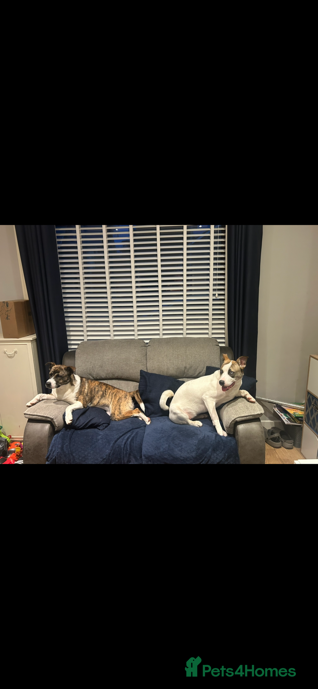 Mixed Breed dogs for sale: 2 sisters looking for a loving home together  - Image 3
