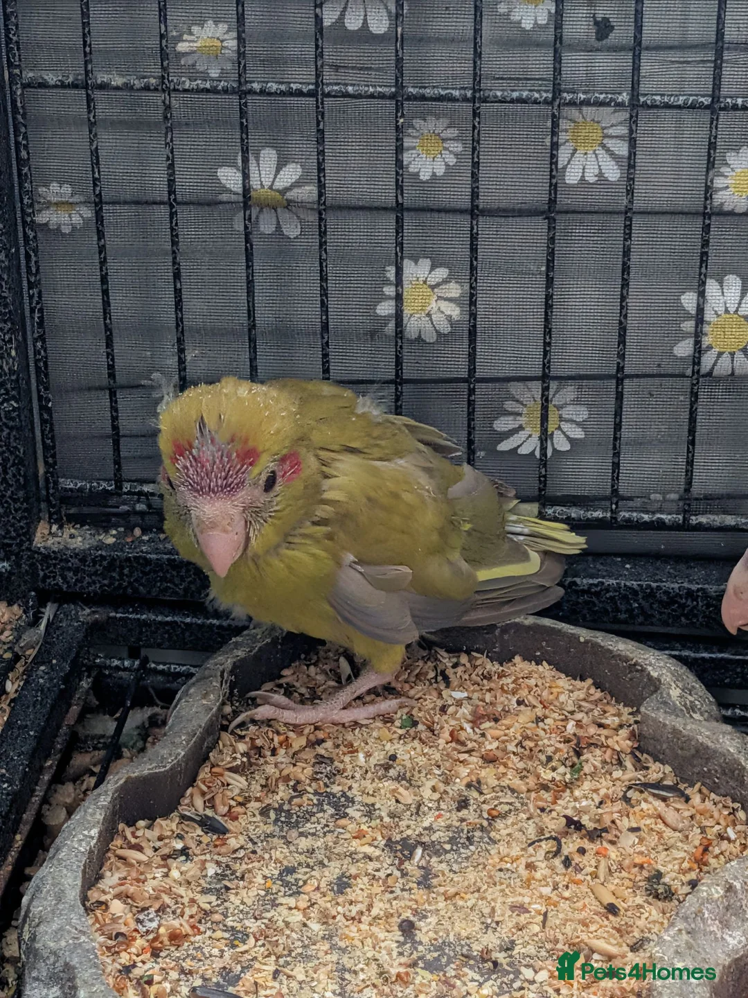 Parrots birds for sale: Baby kakarikis  - Advert 8