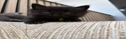 Mixed Breed cats for sale: Maine coon cross kittens ready for new homes - Advert 10
