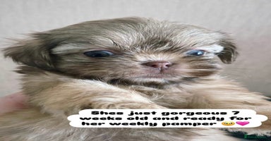 Shih Tzu dogs - Advert 5