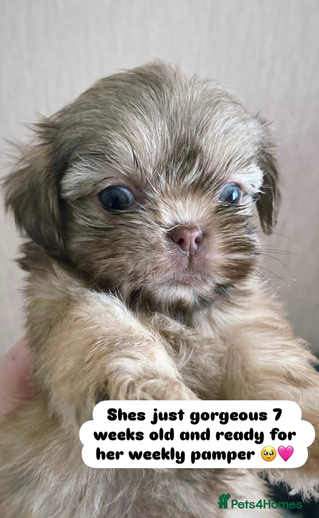 Shih Tzu dogs for sale: ONE PUPPY AVAILABLE READY NOW - Image 4