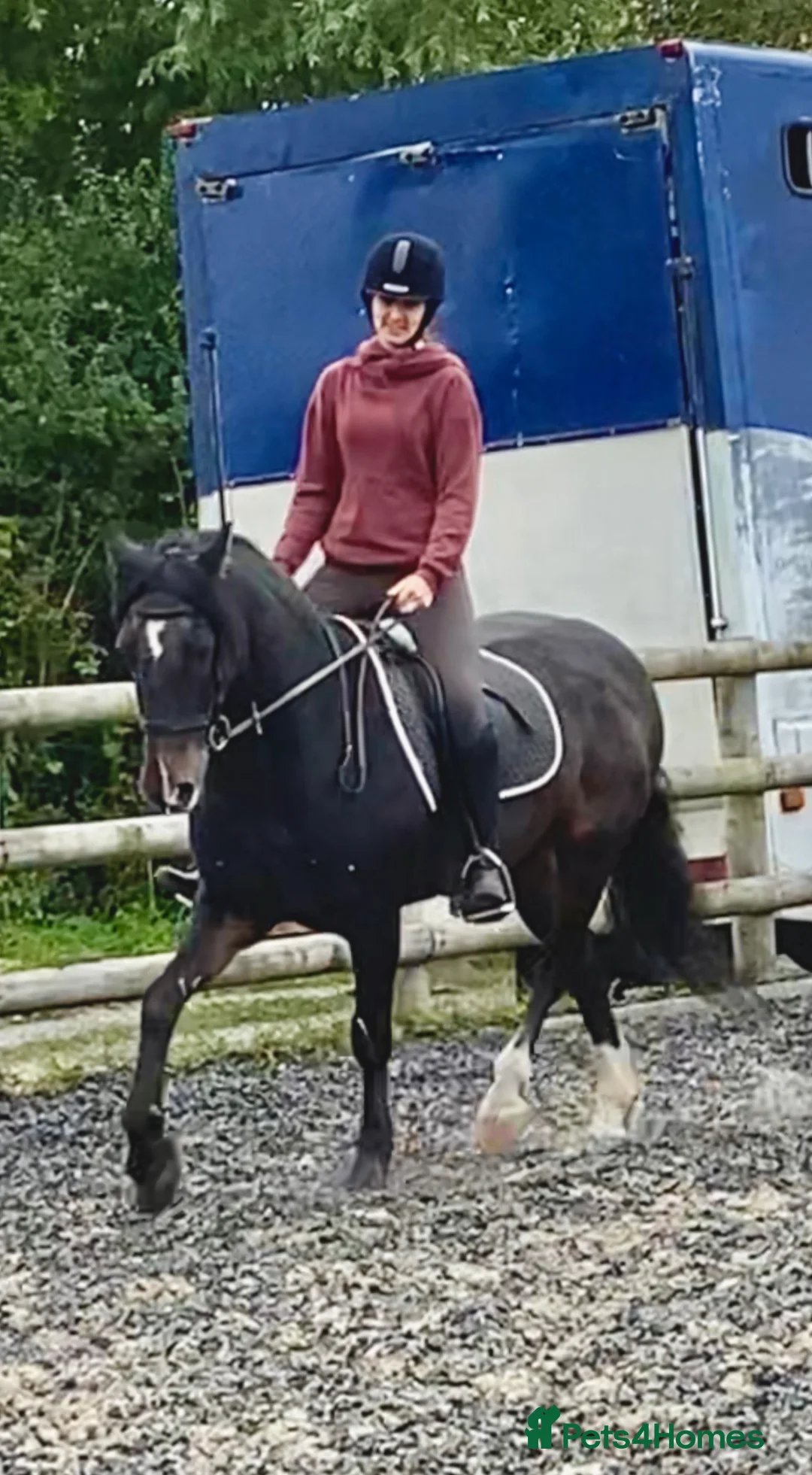English Thoroughbred horses for sale: URGENT URGENT home needed 3 new forest Gelding - Advert 2
