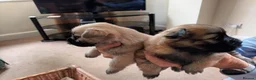 Cairn Terrier dogs for sale: 7 Adorable Cairn Terrier Pups - Advert 14