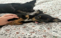 Chihuahua dogs for sale: Tiny 1.2 kg female chihuahua  - Image 5