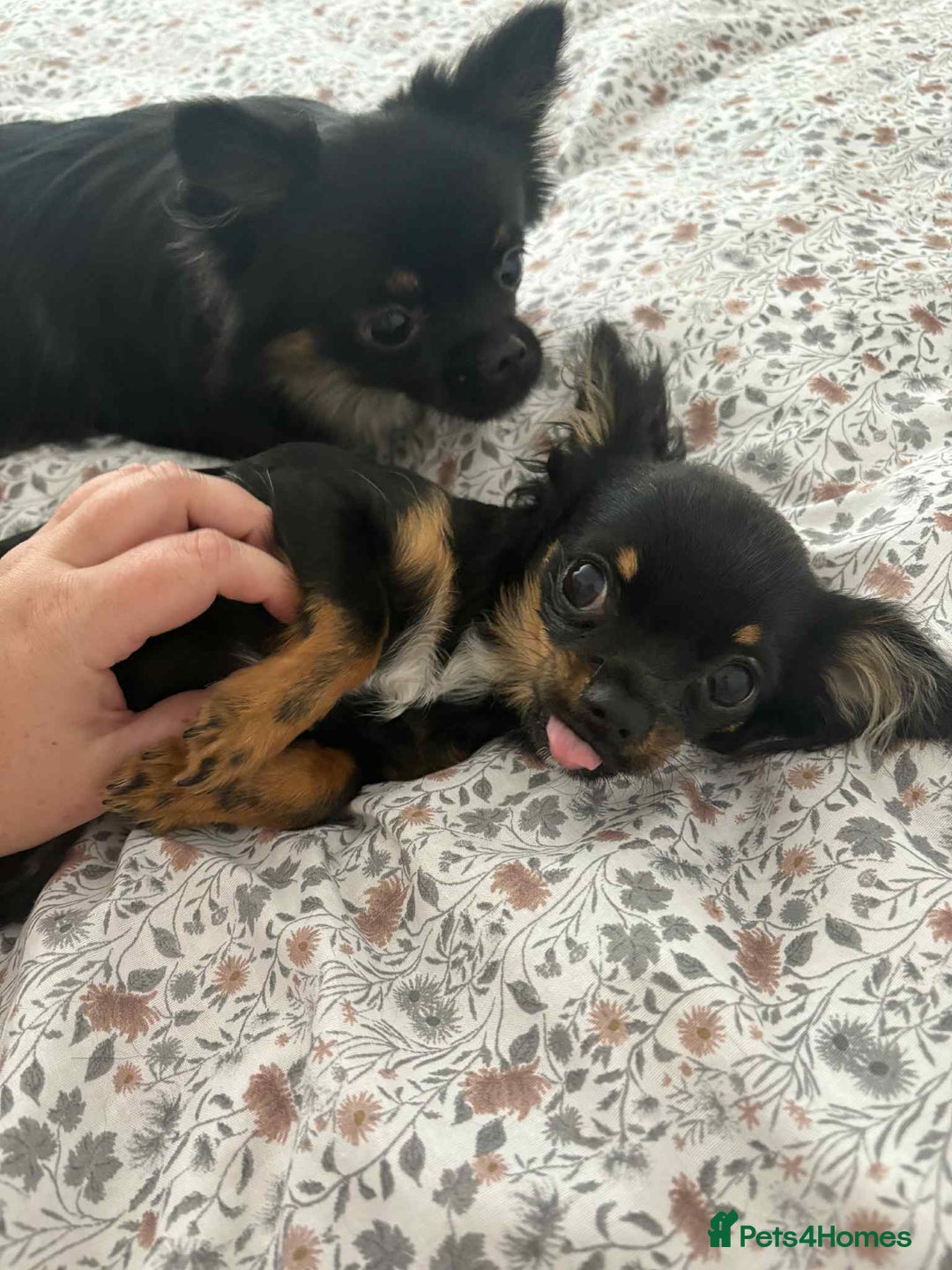 Chihuahua dogs for sale: Tiny 1.2 kg female chihuahua  - Image 5