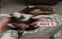 Chihuahua dogs for sale: X7 chihuahua puppies  - Image 2