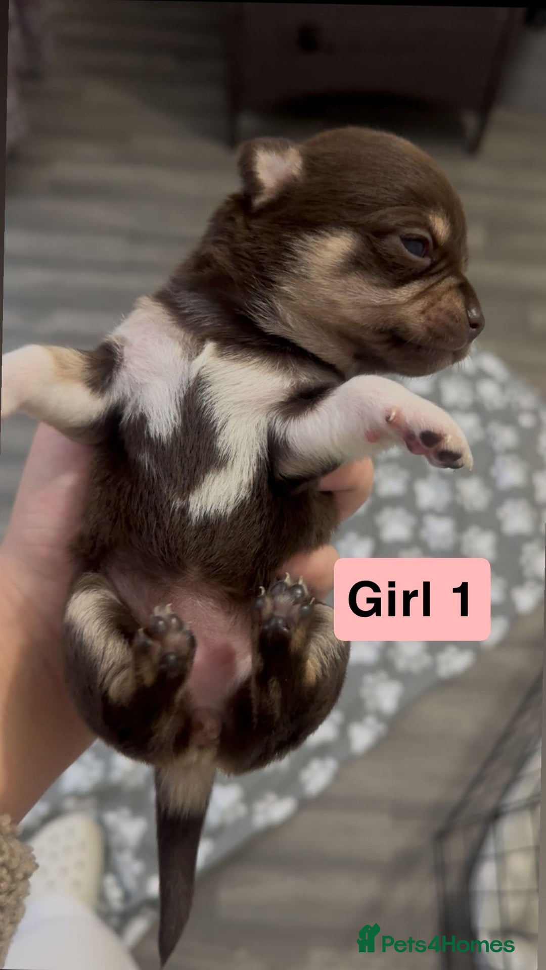 Chihuahua dogs for sale: X7 chihuahua puppies  - Image 2