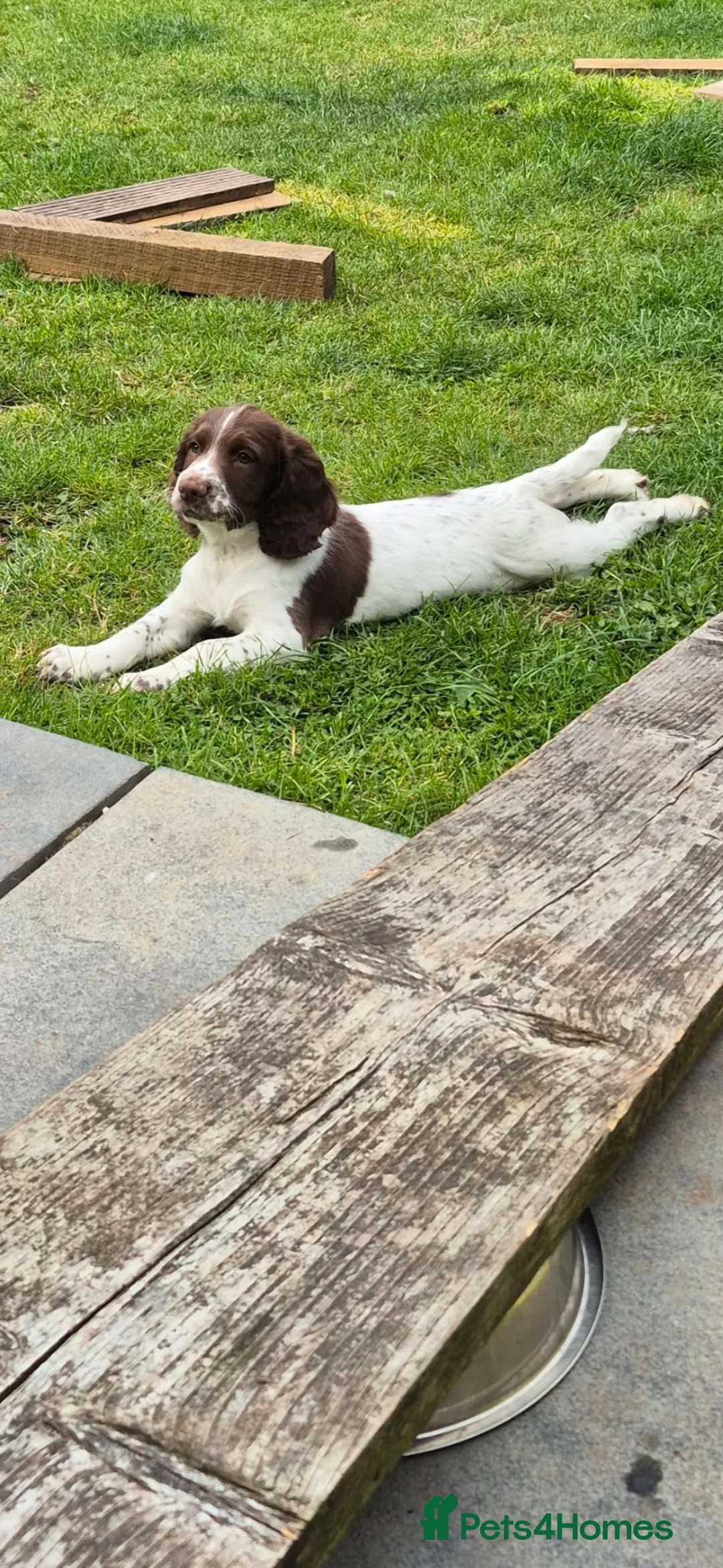 English Springer Spaniel dogs for sale: 2 kc regestered springer pups  - Advert 2