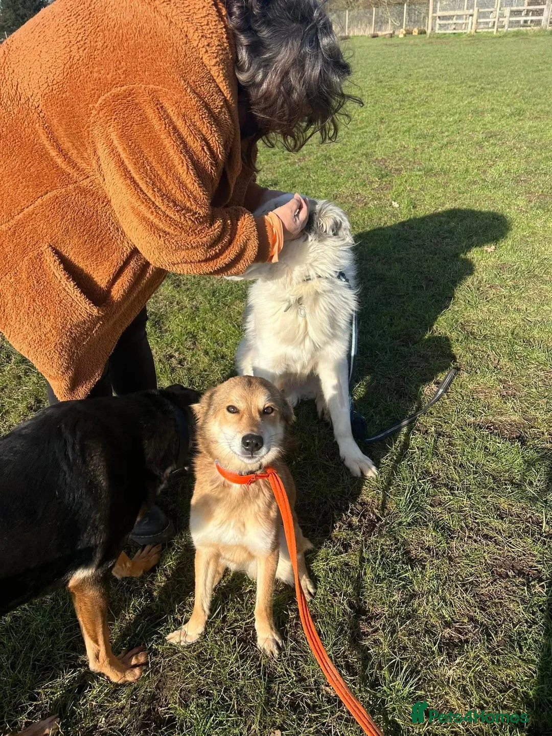 Mixed Breed dogs for adoption: Solomon - Norwich Norfolk  in Norwich - Advert 10