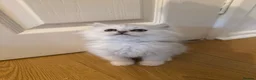 Persian cats for sale: Persian chinchilla kittens x3 males for sale  - Advert 2