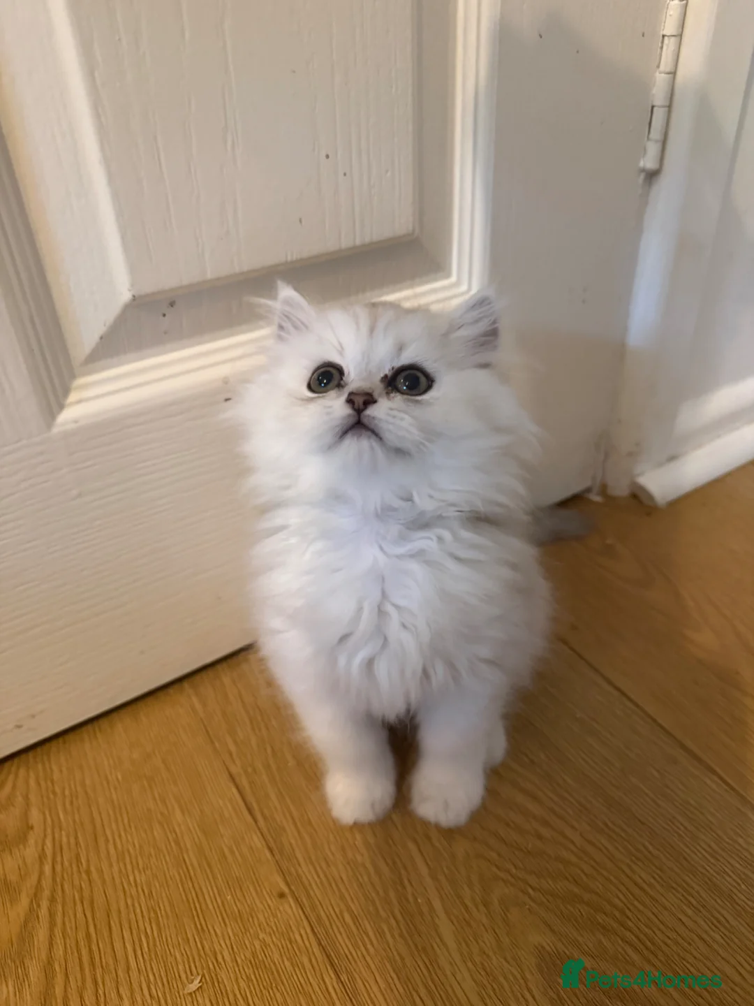 Persian cats for sale: Persian chinchilla kittens x3 males for sale  - Advert 2