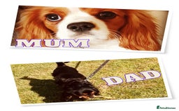 Cavalier King Charles Spaniel dogs for sale: Beautiful ckc puppies - Image 5