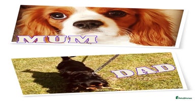 Cavalier King Charles Spaniel dogs - Advert 5