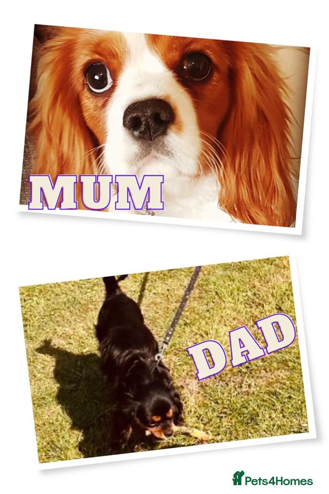 Cavalier King Charles Spaniel dogs for sale: Beautiful ckc puppies - Image 5