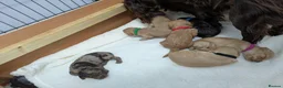 Cockapoo dogs for sale: GORGEOUS F1 COCKAPOOS  - Advert 16