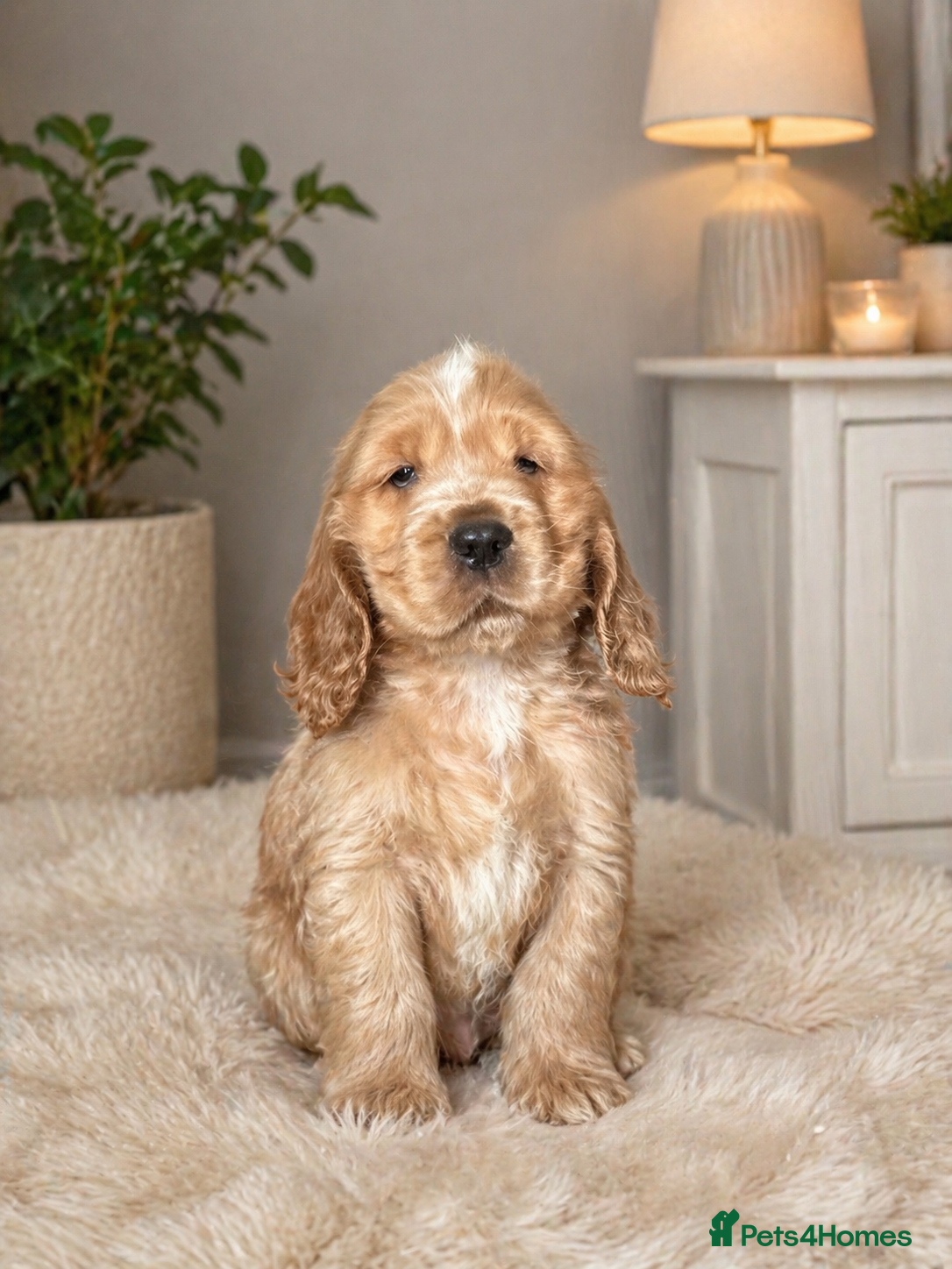 Cocker Spaniel dogs 1 stunning true to the type show cocker 🐶  - Advert 18