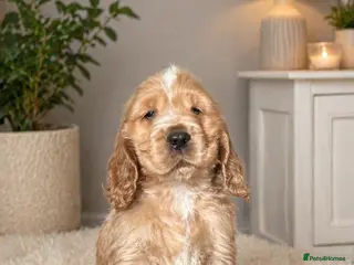 Cocker Spaniel dogs 1 stunning true to the type show cocker 🐶 - Advert 18