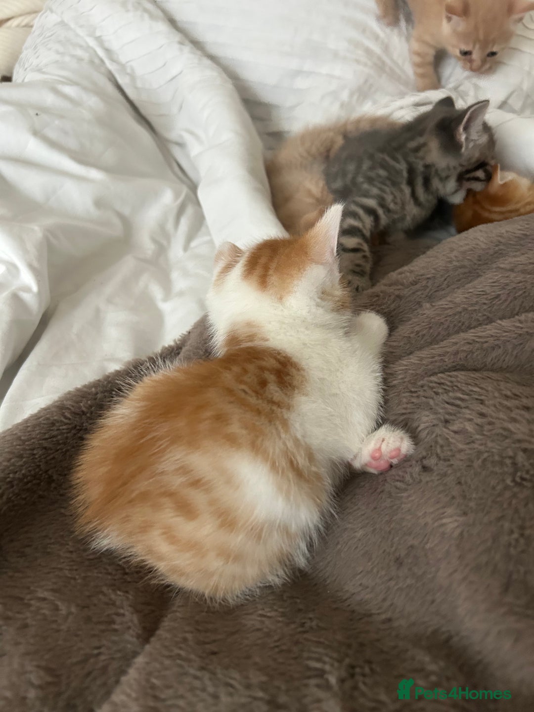 Mixed Breed cats for sale: Beautiful Kittens for sale - Image 9