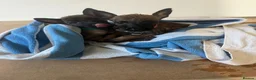 Belgian Shepherd Dog dogs for sale: Belgian Malinois Pups Ready 2nd October - Advert 6
