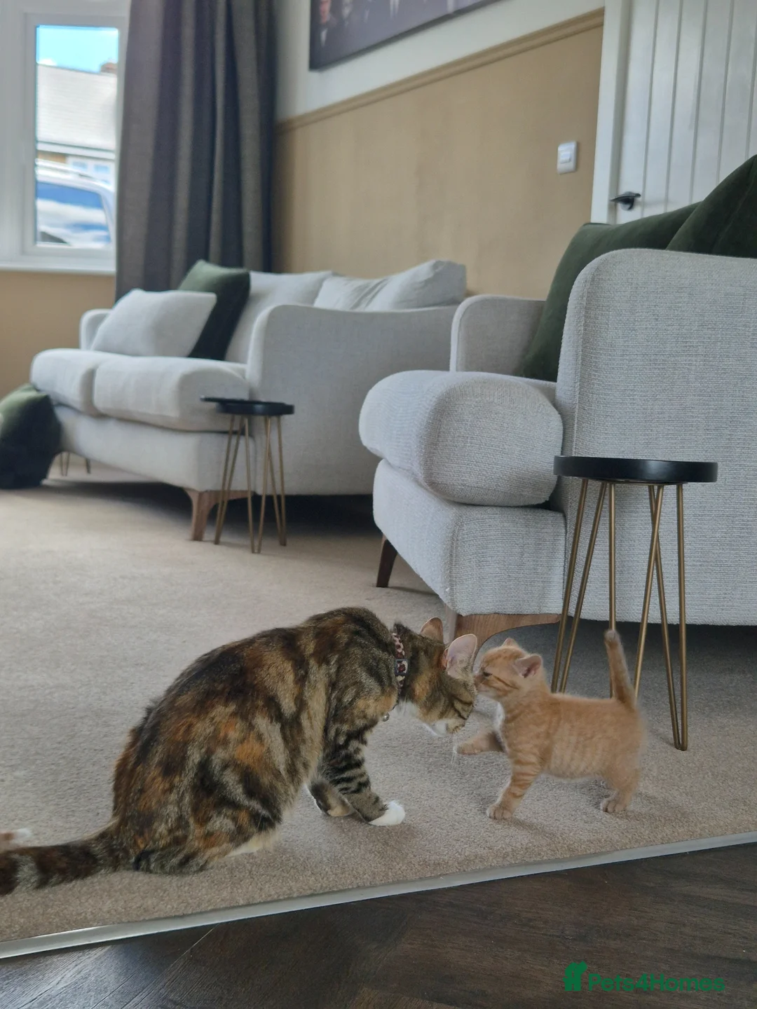 Mixed Breed cats for sale: Very Rare Female Ginger Kitten - Advert 1