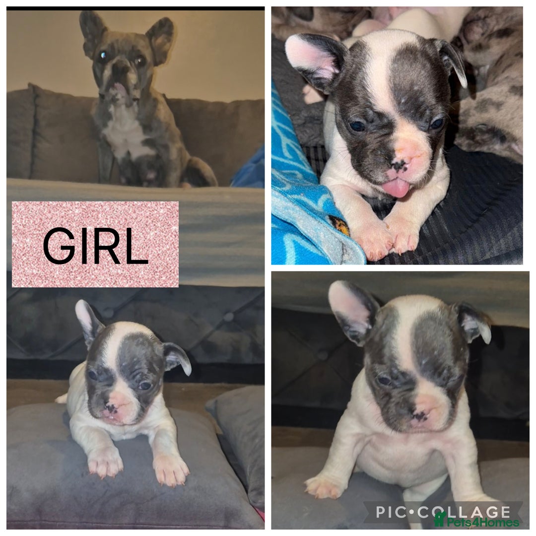 French Bulldog dogs for sale: 5 french bulldogs left!! Ready now! - Advert 22