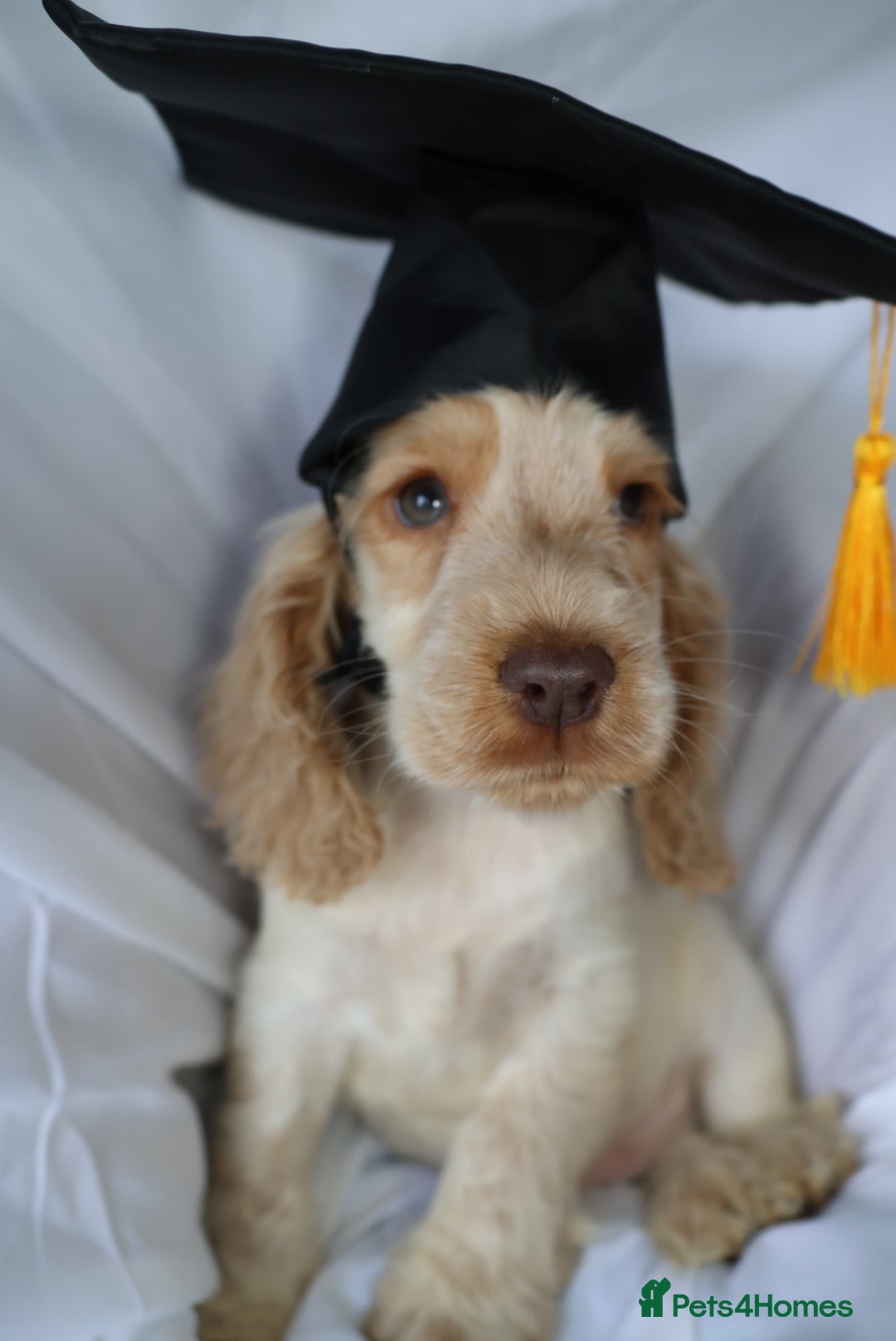 Cocker Spaniel dogs for sale: Championline Cocker Spaniel - Advert 11