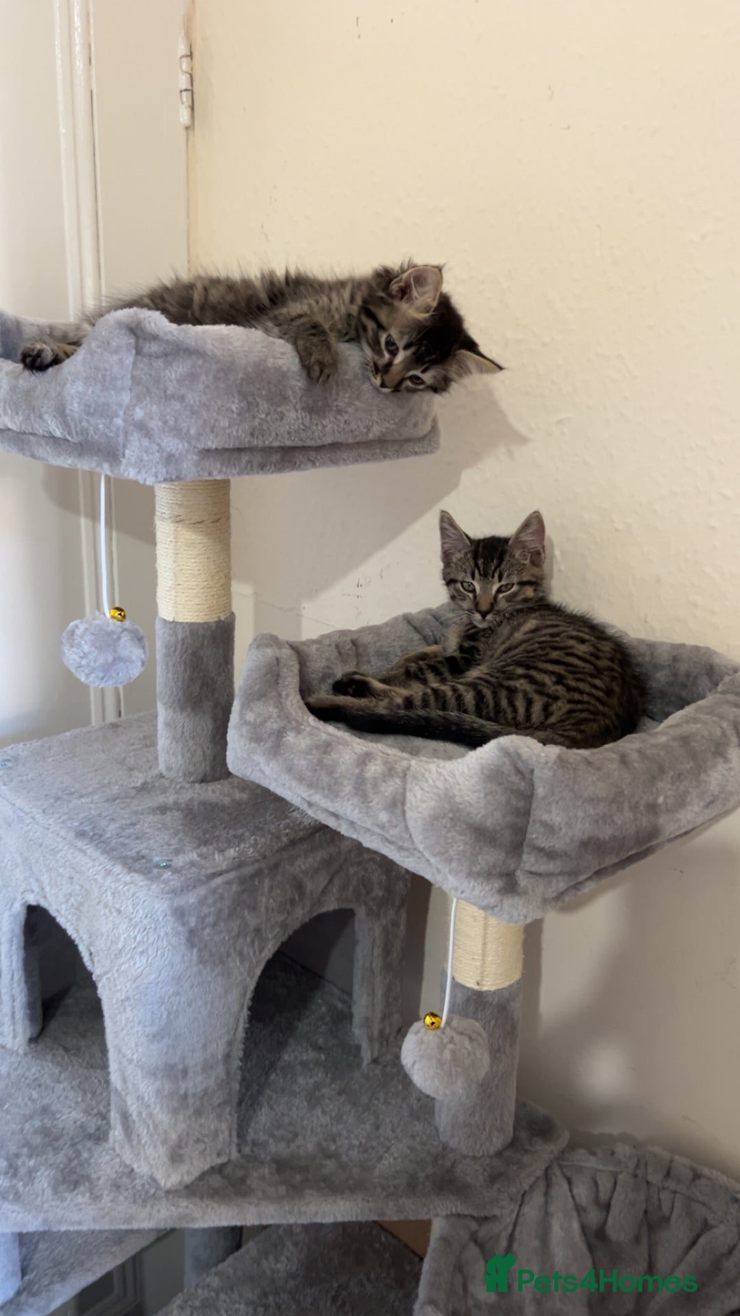 British Longhair cats for sale: 2 kittens looking for a new home  - Advert 12