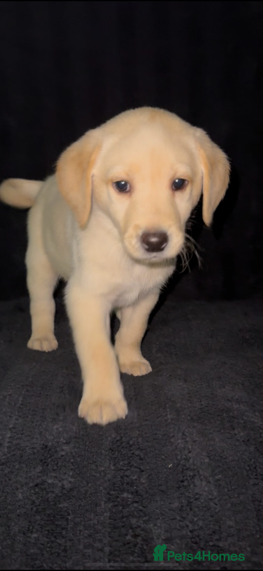 Labrador Retriever dogs for sale: ⭐️5 ADORABLE LABRADOR PUPPIES⭐️ - Advert 4