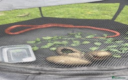 Corn Snake reptiles for sale: Beautiful cornsnake for sale to loving owner! - Advert 5