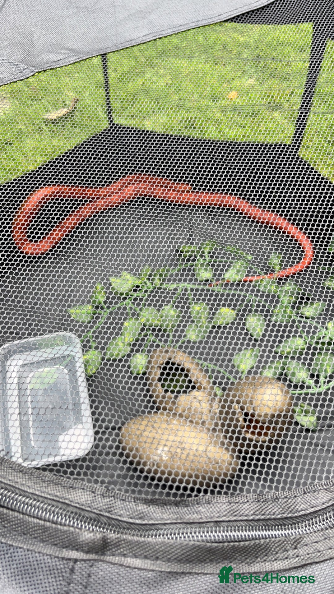 Corn Snake reptiles for sale: Beautiful cornsnake for sale to loving owner! - Advert 5