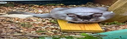 Maine Coon cats for sale: Maine Coon Kittens for sale Mix litter  - Advert 11