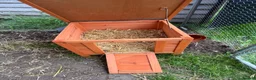 Mini Lion Lop rabbits for sale: Two female mini lop rabbits  - Advert 12