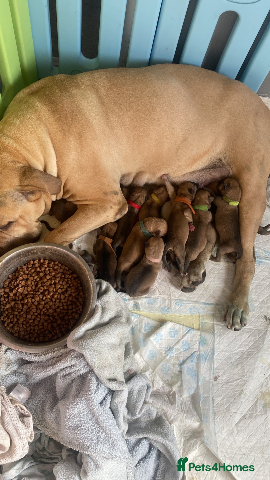 Mixed Breed dogs for sale: Bullmastiff Shepherd Hybrid  - Image 1