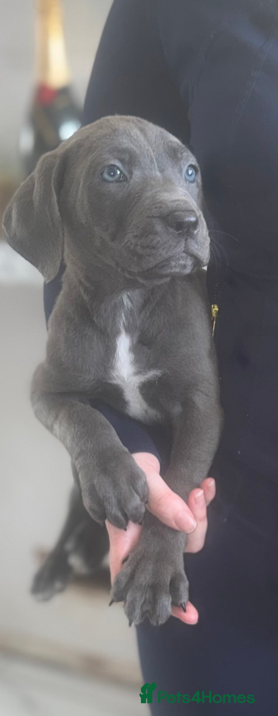 Cane Corso dogs Ready now  2 remaining cane corso pups 🐶  - Advert 2