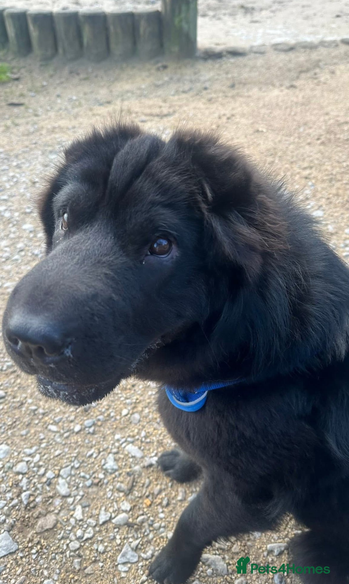 Shar Pei dogs Arrow the bear coat dark knight  - Advert 1