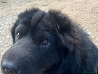 Shar Pei dogs Arrow the dark knight - Advert 5