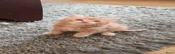 Mixed Breed cats for sale: Two fluffy ginger kittens left - Advert 12