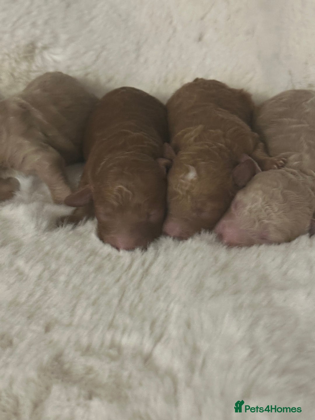 Cockapoo dogs for sale: Stunning litter of true miniature cockapoos ⭐️🐾🐾 - Advert 9