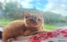 British Shorthair cats for sale: British shorthair male kittens  - Image 2