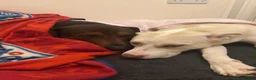 Mixed Breed dogs for sale: Beautiful Staffie cross puppies - Advert 1