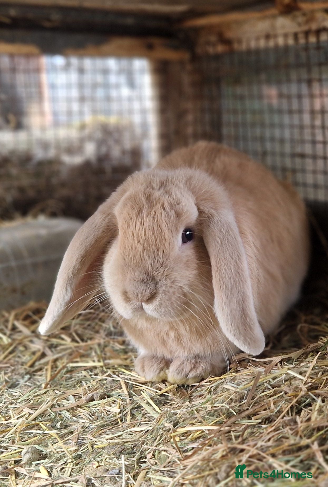 Dwarf Lop rabbits Adorable, Friendly. Laidback Dwarf Lop Boys 🐰🥰 - Advert 2