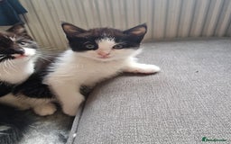 Mixed Breed cats for sale: 5 Gorgeous Tuxedo Kittens - Image 5
