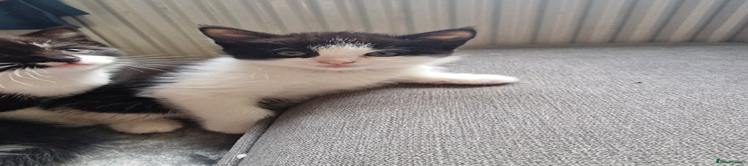 Mixed Breed Kitten 5