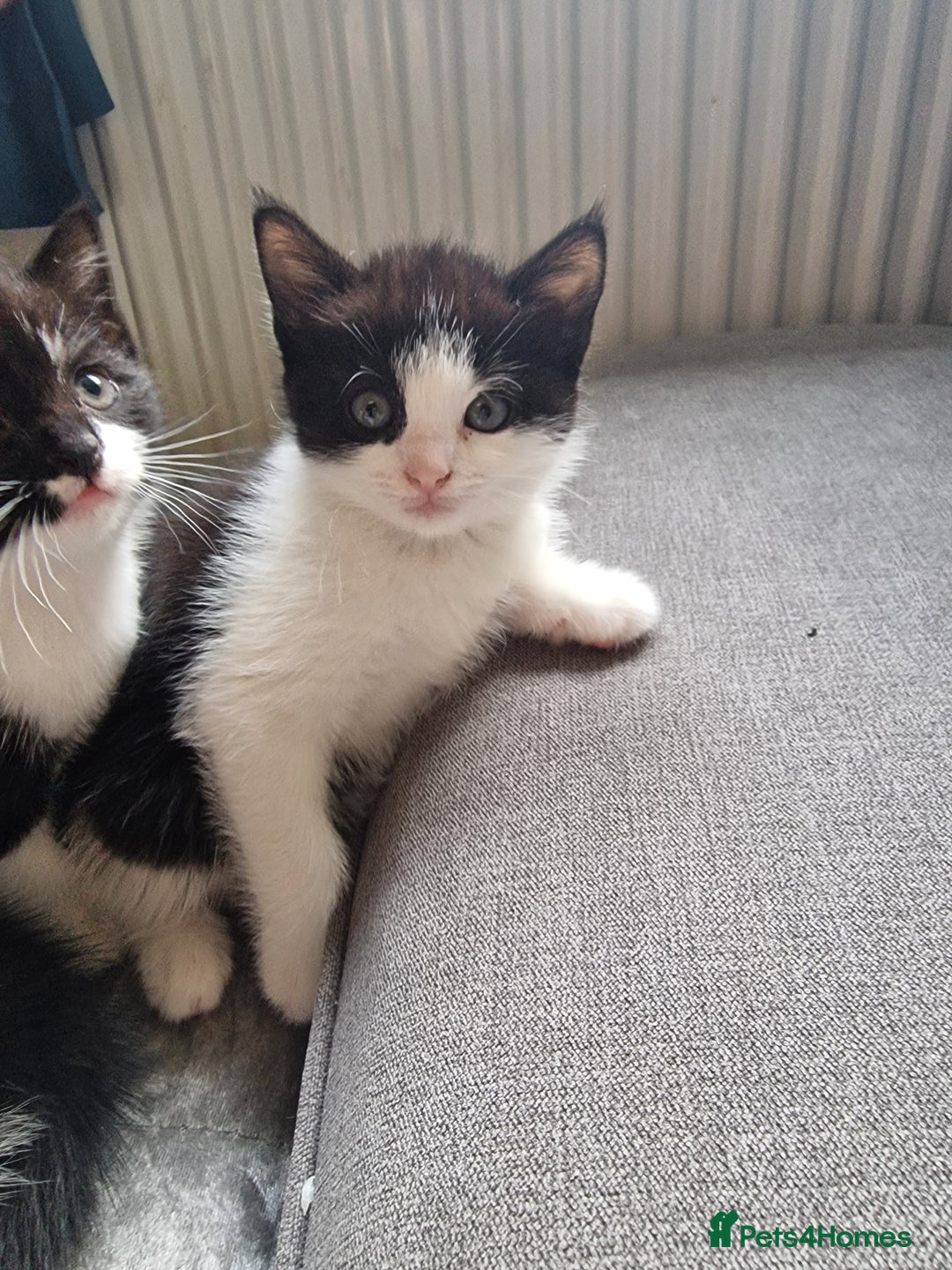 Mixed Breed cats for sale: 5 Gorgeous Tuxedo Kittens - Image 5