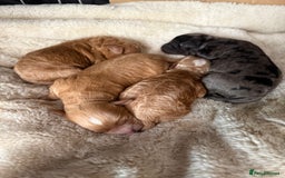 Cavapoo dogs for sale: Miniature cavapoo’s for sale - Image 1