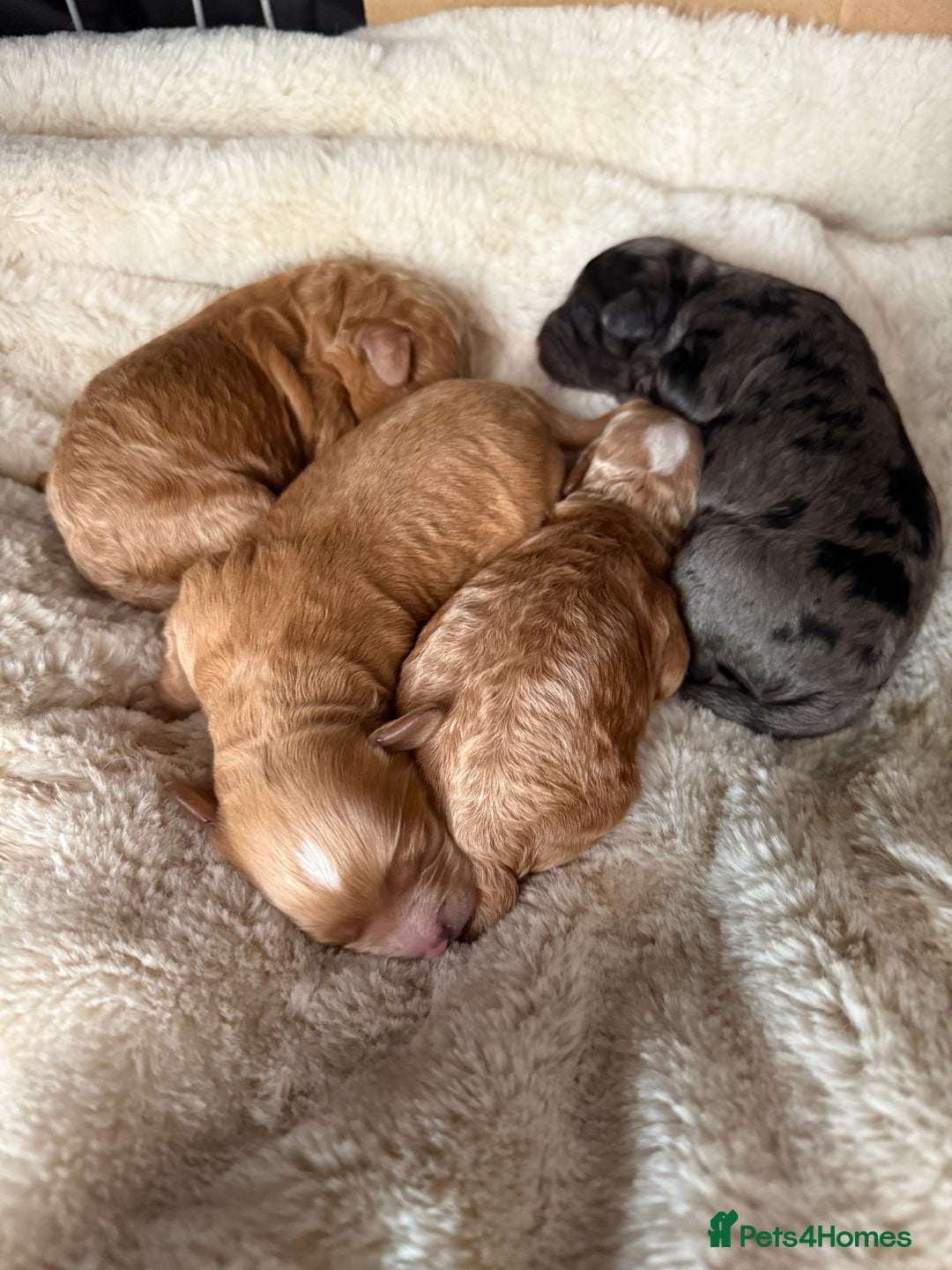 Cavapoo dogs for sale: Miniature cavapoo’s for sale - Image 1
